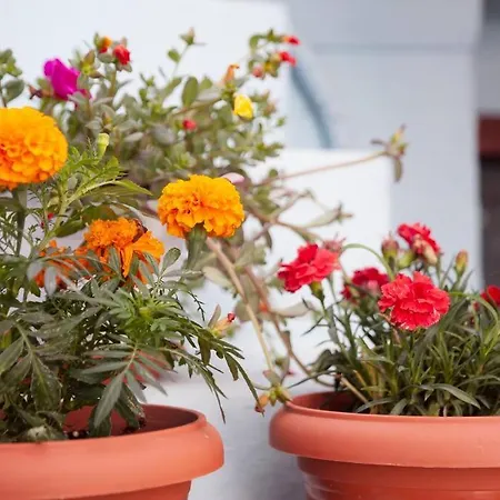 Ioli's - Medieval Town Rhodes City